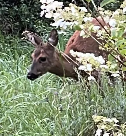 Apartament Waldblick