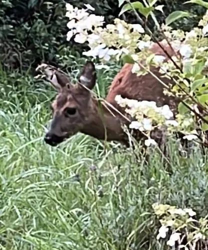 Appartement Waldblick